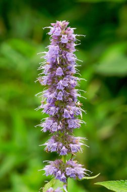 Mor çiçekli Kore nanesi Agastache Rugosa 'nın doğal dikey görüntüsü.