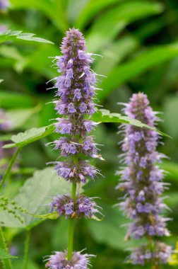Mor çiçekli Kore nanesi Agastache Rugosa 'nın doğal dikey görüntüsü.