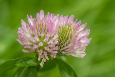 Bu yakın çekim bir yonca çiçeğinin narin güzelliğini yakalar. Açık pembe taç yaprakları sıkıca kümelenerek bulanık yeşil bir zemin üzerinde yumuşak ve dokulu bir görünüm oluşturur. Detaylar inanılmaz..