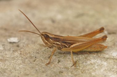 Jersey çekirgesinin doğal görüntüsü, Euchorthippus elegantulus taş bir türün üzerinde oturuyor.