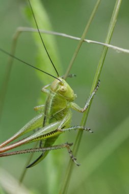 Kuzey Bulgaristan 'daki bitki örtüsünde saklanan yeşil bir Tettigonia çekirgesine doğal dikey yaklaşım
