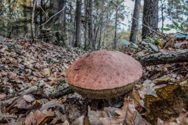 Captured from a low-angle perspective, a Leccinum quercinum mushroom surrounded by fallen leaves in a forest. The natural light accentuates the textures, creating an image of serenity and decay.