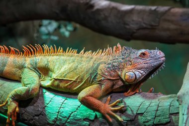 Huzurlu bir anda yakalanan görkemli bir iguana renkli pullarını sergiliyor, yeşillik ve portakalları harmanlıyor. Bir dala sakince tüneyen iguana, benzersiz sürüngen güzelliğini sergiler.. 