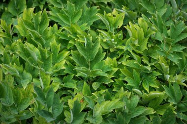 Fotoğraf yoğun bir yeşil yaprak kümesini yakalar. Yapraklar, yeşilin değişik tonlarında, desenli bir etki yaratır, bireysel şekillerini ve kalıplarını detaylıca vurgular.. 