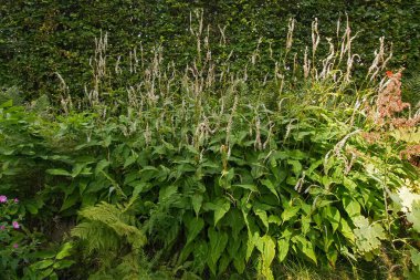Sakin bir açık hava ortamında yakalanan resim, canlı yeşil yapraklarla dolu gelişen bir bahçe sergiliyor. Narin beyaz çiçek dikenleri, bereketli sahneye zarif bir dokunuş katar ve dingin bir ortam yaratır..