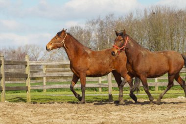 Bu görüntü, açık bir çayırda uyum içinde yürüyen iki kahverengi atı yakalar. Atların parlak paltoları gün ışığında parlıyor. Bu, doğal güzellik ve dingin bir faaliyet hissi veriyor..