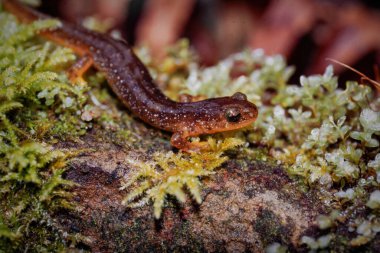 Kuzey Oregon 'daki yeşil yosunlu Kolombiya torrent semenderi Rhyacotriton kezeri' ye doğal olarak yakın çekim