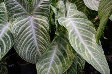 Ayrıntılı bir yakın plan, yemyeşil desenli Caladium yapraklarının çarpıcı dokularını yakalar ve eşsiz damar yapılarını ve renk eğimlerini vurgular. Arka planda kapalı bir bitki bahçesi..