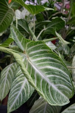 Yakın plan çekimlerde, önde gelen yeşil ve beyaz damarlardan oluşan büyük bir yaprağın hakim olduğu bir demet bitki yaprağı sergileniyor. Yaprağın dokusu ışık tarafından vurgulanıyor, detaylarını geliştiriyor..