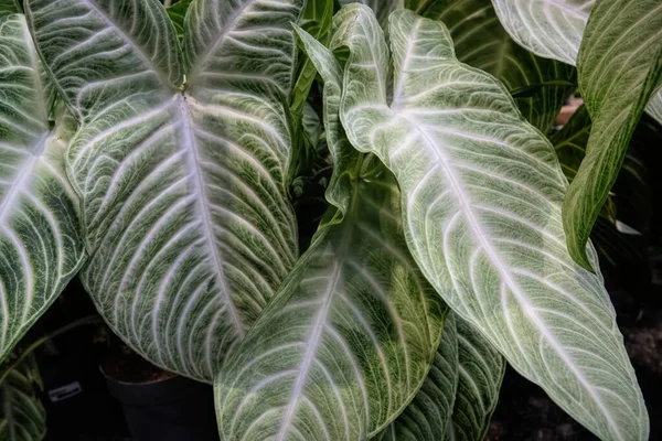 Ayrıntılı bir yakın plan, yemyeşil desenli Caladium yapraklarının çarpıcı dokularını yakalar ve eşsiz damar yapılarını ve renk eğimlerini vurgular. Arka planda kapalı bir bitki bahçesi..