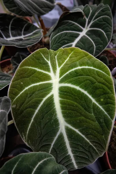 Bu görüntü, kadifemsi dokusuna ve koyu yeşil arkaplan üzerinde çarpıcı bir desen oluşturan kalın beyaz damarlara odaklanarak, bir ev bitkisi yaprağının karmaşık detaylarını yakalar. Çok güzel..