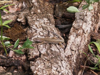 Avrupa Duvarı kertenkelesi Podarcis Duvar Duvarı 'nın doğal yakın çekimi.