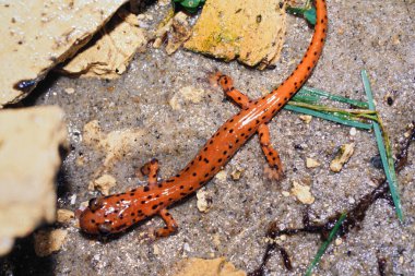 Kuzey Amerika mağarasında doğal sırt manzarası ya da benekli kuyruklu semender Eurycea lucifuga semenderi