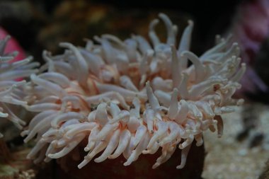 Görüntü, deniz şakayığının büyüleyici yapısını gösteren detaylı bir yakın çekimi. Dokunaç benzeri uzantıları suda yavaşça sallanıyor ve sualtı yaşamının büyüleyici bir görüntüsünü oluşturuyor..