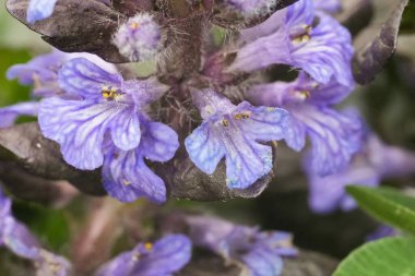 Bugleherb 'in açık mavi çiçekleri ya da kır çiçekleri, Ajuga sürüngenleri