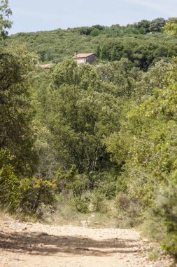Güneşli bir kırsalda, bereketli, yeşil ve sık bir ormanın arasında yuva yapmış kırsal bir eve bakan dolambaçlı bir toprak yol. Ağaçların gölgesi evi ve yolu sarar..