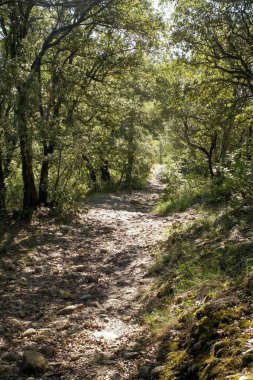 Ormandaki toprak yol, ormanlık bir arazinin doğal güzelliğini gösteren ışık ve gölgelerle kaplıdır. Sahne huzur verici, doğanın sükunetini keşfetmek ve takdir etmek..