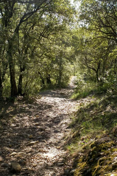 Ormandaki toprak yol, ormanlık bir arazinin doğal güzelliğini gösteren ışık ve gölgelerle kaplıdır. Sahne huzur verici, doğanın sükunetini keşfetmek ve takdir etmek..