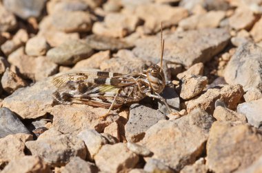 Avrupa 'nın Akdeniz Çekirgesi Oedaleus' un taş üzerinde oturan Yakışıklı Çekirgesi 'nin doğal yakın çekimi.