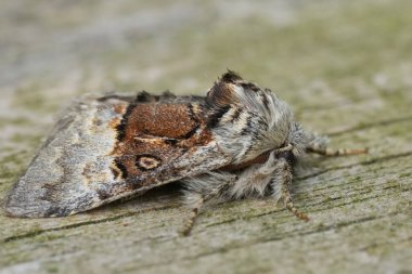 Fındık Ağacı Tussock, Colocasia Coryli 'nin doğal yakın çekimi.