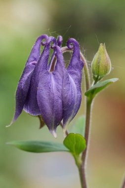 Koyu mavi bir kolumba çiçeğinin doğal yakın çekimi, Aquilegia vulgaris in the garden
