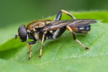 Kahverengi parmaklı bir orman sineğinin doğal yakın çekimi, Xylota segnis, yeşil bir yaprağın üzerinde oturuyor.