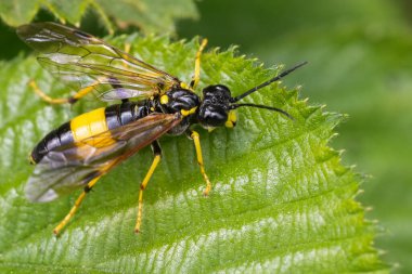 Rengarenk siyah ve sarı renkli Büyük Korse Sineği, Tenthredo maculata