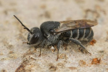 Siyah kleptoparazit guguk kuşunun doğal yakın çekimi, Fransa, Gard 'dan Stelis similima