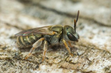 Renkli metalik yeşil Akdeniz bronz renkli arı Halictus türüne doğal yakın çekim, ahşap üzerinde oturuyor.