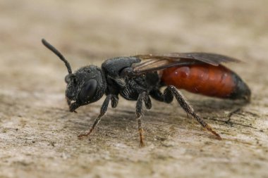 Parlak kırmızı renkli parazit kan arısı Sphecodes türüne doğal yakın çekim