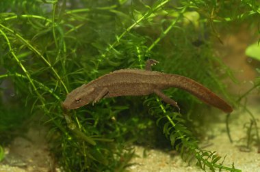 Nesli tükenmekte olan Hong Kong siğil semenderi Paramesotriton Hongkongensis 'in akvaryumdaki doğal yakın çekimi.