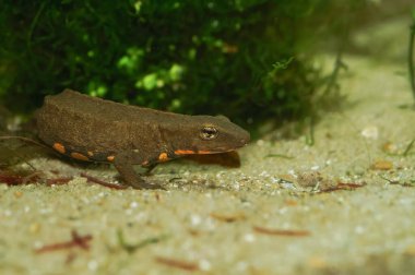 Nesli tükenmekte olan Hong Kong siğil semenderi Paramesotriton Hongkongensis 'in akvaryumdaki doğal yakın çekimi.