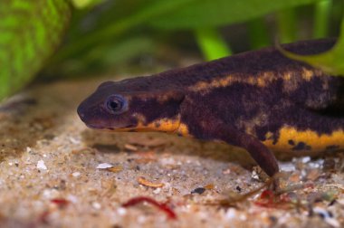 Nesli tükenmekte olan Riu-Kiu kılıç kuyruklu semender Cynops duyarlı kauda 'ya doğal yakın plan.