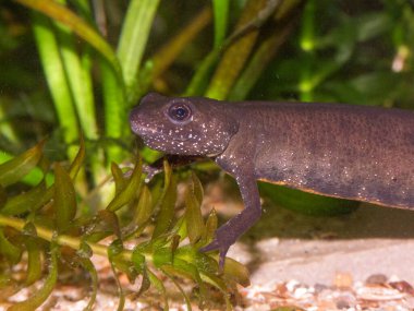 Dişi bir İtalyan armalı semenderi olan Triturus etoburuna su altında doğal olarak yakın çekim.