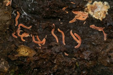Bir turuncu kırkayak kolonisi çürüyen bir kütüğün üzerinde sürünüyor, koyu ve nemli bir kabukla kaplı. Mantar gelişiminin varlığı, orman ortamında çürümenin doğal sürecini vurguluyor..