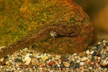 Yavru solungaçlı dev semenderi Dicamptodon Olybrosus 'a doğal olarak yakın plan bir taş üzerinde kamufle edildi.