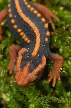 Nesli tükenmekte olan Asyalı renkli timsah timsah semenderi Tylototriton shanjing 'e doğal olarak yakın plan.