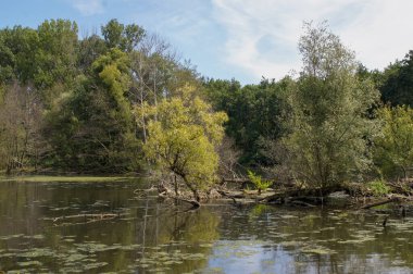 Bu dingin görüntü, gökyüzünün bir yansıması ve sık bir ormanın yer aldığı huzurlu bir göl sahnesini yakalar. Su yapraklarla, kırık dallarla ve sudan çıkan ağaçlarla kaplıdır..