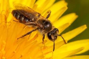 Kızıl göbekli madenci arı Andrena Ventralis 'in sarı bir karahindiba çiçeğinin üzerinde doğal yakın çekimi.