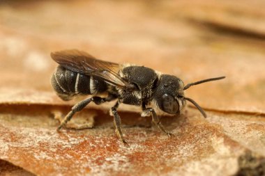 Dişi bir reçine arısının doğal yakın çekimi, Heriades Crenulatus bir taşın üzerinde.