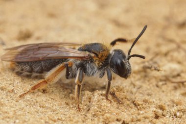 Andrena Hemorrhoa adında kırmızı kuyruklu bir dişi maden arısına doğal olarak yakın plan.