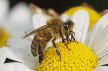 Avrupa bal arısının doğal yakın çekimi Apis melifera Oxeye papatyasından nektar yudumluyor.