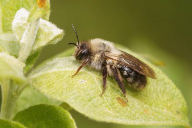 Dişi bir gri sırtlı maden arısı, Andrena vaga yeşil bir söğüt yaprağının üzerinde.