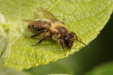 Doğal olarak dişi bir çikolata madencisi, Andrena Scotica yeşil bir söğüt yaprağının üzerinde.