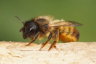 Doğal olarak bir dişi kırmızı mason arı, Osmia rufa bahçedeki bir odun parçasının üzerinde.