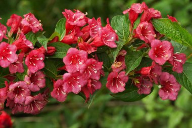 Bu canlı yakın çekim yeşil yaprakların arasına yerleştirilmiş parlak kırmızı çiçeklerin karmaşık detaylarını vurguluyor. Görüntü, çiçeğin güzelliğini ve bulanık bir arkaplan üzerine kurulmuş zengin melodileri yakalar..