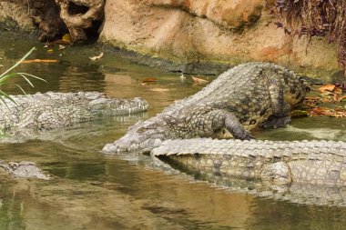 Birkaç timsah sığ su havuzunda dinleniyor. Sürüngenler kayaların ve yeşilliklerin yakınında. Biri çoğunlukla su altındadır ve sadece kafası görünür durumda, kendi habitatlarında yırtıcıların bir görüntüsünü oluşturur..