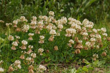 Bu resim yemyeşil bir alanda beyaz yonca çiçeklerinin yakın görüntüsünü içerir. Çiçekler beyaz ve kahverenginin bir karışımıdır. Çiçek açmanın farklı evrelerini gösterir. Bu da sahneye derinlik ve karakter katar..