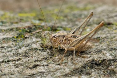 Yeşillik yapraklı Liophloeus tessulatus bitkisi Avrupa bitkisel böcek otobur bitkisine doğal olarak yakın plan.