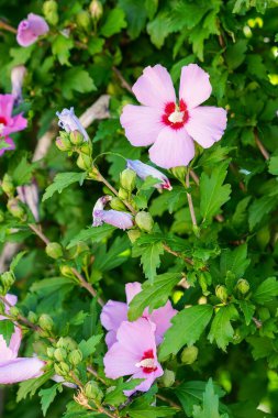 Canlı bir yakın plan, yemyeşil yapraklarla çevrili pembe amberçiçeği çiçeklerinin karmaşık detaylarını yakalar. Görüntü, doğanın narin taç yapraklarını, dokulu yapraklarını ve canlı renklerini vurgular..